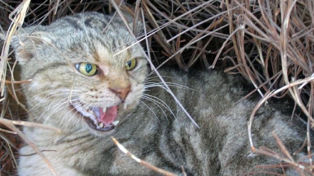 Submission on predation by feral cats